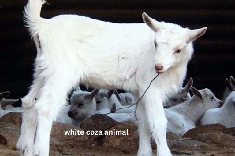 The Fascinating World of White Coza Animals: Unveiling Their Social Media Stardom and Conservation Impact