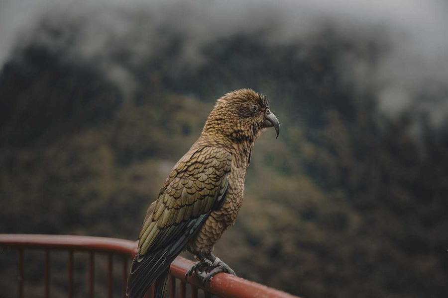 hancock bird meaning